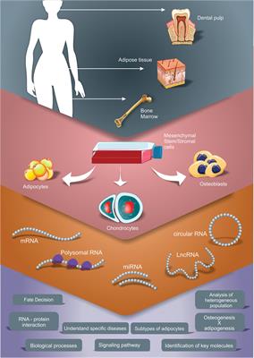 Adipogenesis, Osteogenesis, and Chondrogenesis of Human Mesenchymal Stem/Stromal Cells: A Comparative Transcriptome Approach